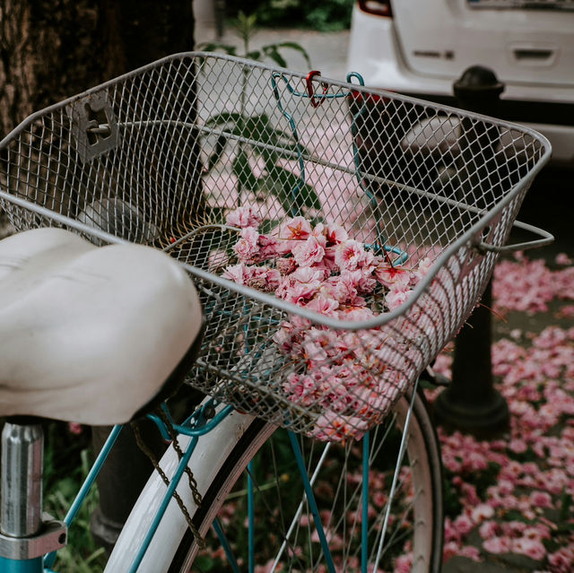 Bonn: Blossoms in the Heart of Europe