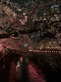 도쿄 메구로가와 밤 벚꽃길 후기🌸🌙