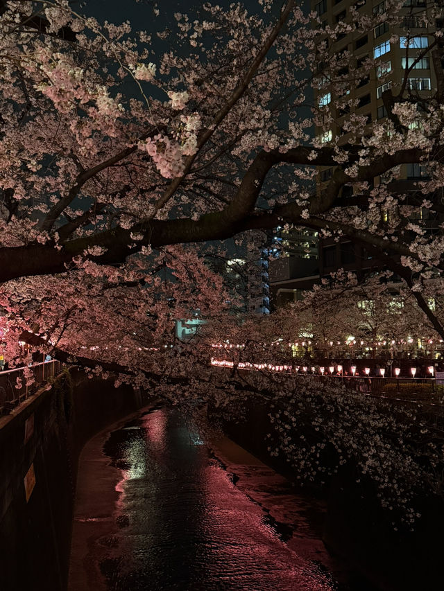 도쿄 메구로가와 밤 벚꽃길 후기🌸🌙