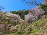 Cherry Blossoms Without the Chaos