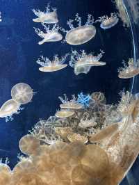 Love aquatic creatures? Osaka Kaiyukan is a must visit
