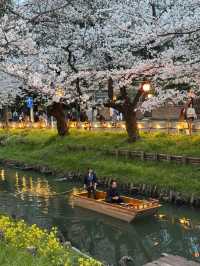 Shingashi River: A Peaceful Sakura Escape in Kawagoe