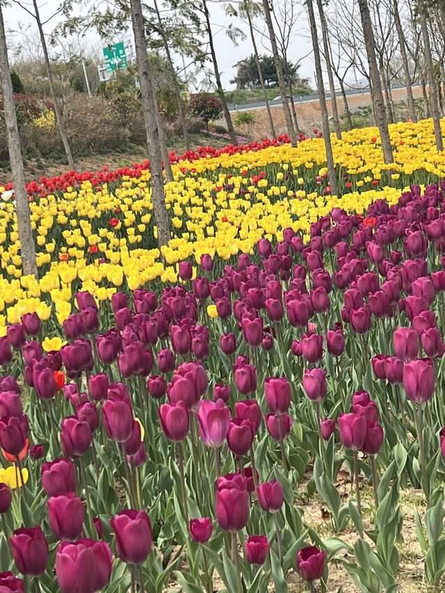 튤립의 향연 튤랍축제