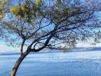 雲南 | 洱海公園，登頂昔日南詔國王養鹿之地，遠眺洱海美景。