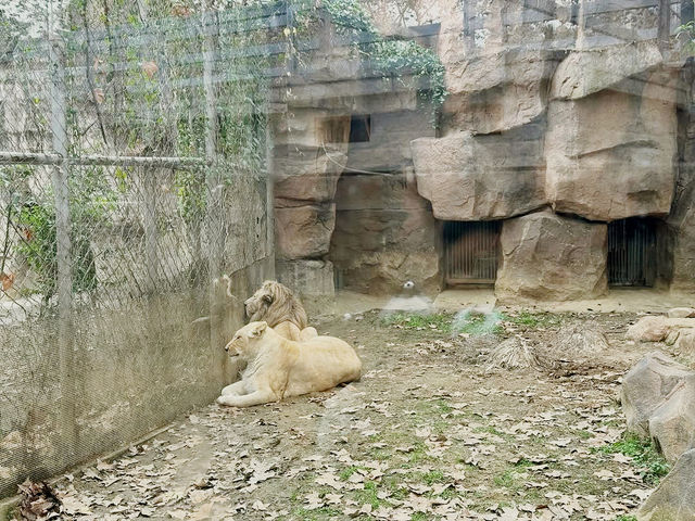 Chengdu Zoo 