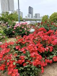 A Local Stroll Through Kitahama – Pancakes, Roses & Riverside Calm
