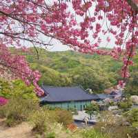 겹벚꽃 명소 각원사 🌸
