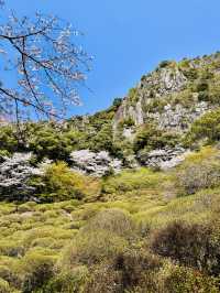 Dreaming in Pink: A Spring Spell at Mifuneyama Rakuen