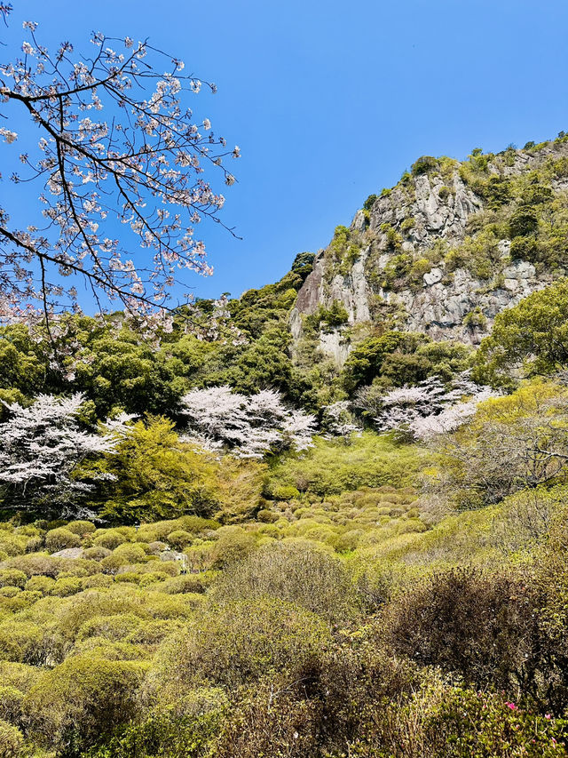 Dreaming in Pink: A Spring Spell at Mifuneyama Rakuen