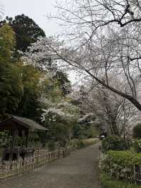 🌸【雨中偕樂園．櫻花靜賞漫旅】探訪日本三大名園之一｜水戶最值得造訪的春日秘境