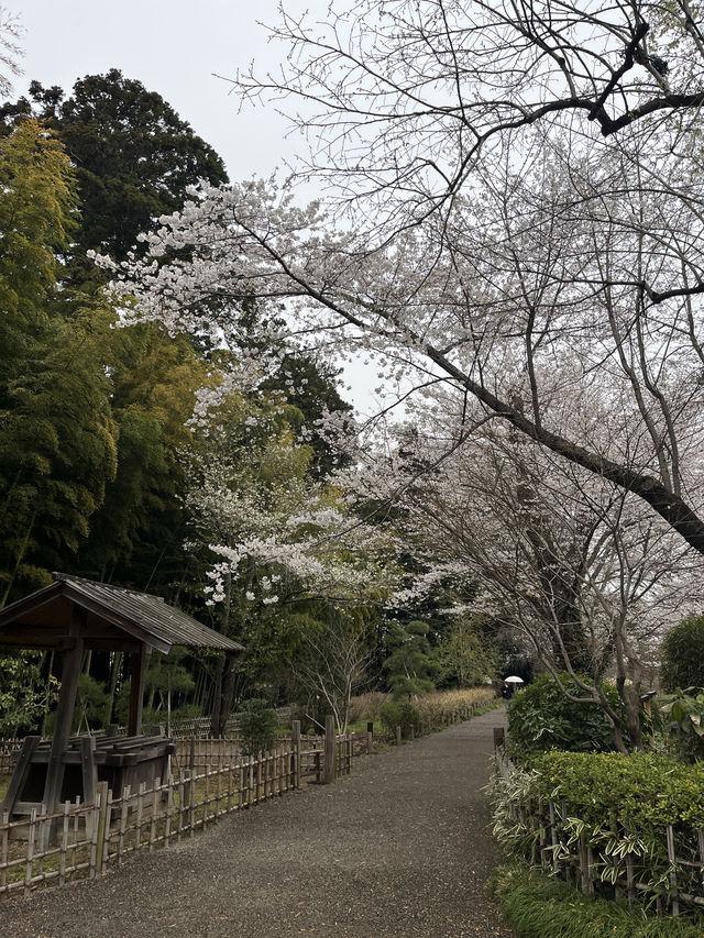 🌸【雨中偕樂園．櫻花靜賞漫旅】探訪日本三大名園之一｜水戶最值得造訪的春日秘境