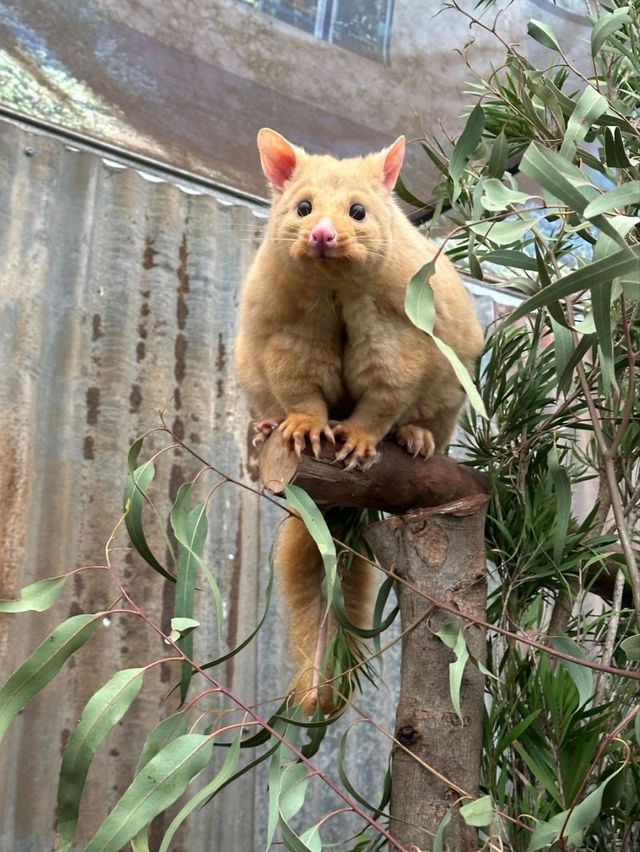 Caversham Wildlife Park: Meet Australia’s Wildlife Stars