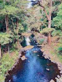 紐西蘭Hatea River Walk｜走進精靈國度般的瀑布秘境
