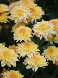 ตามหาทุ่งดอกไม้กลางหุบเขา 🌼