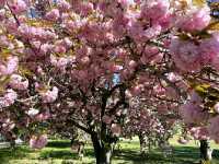 America’s Front Yard: National Mall & Memorial Parks