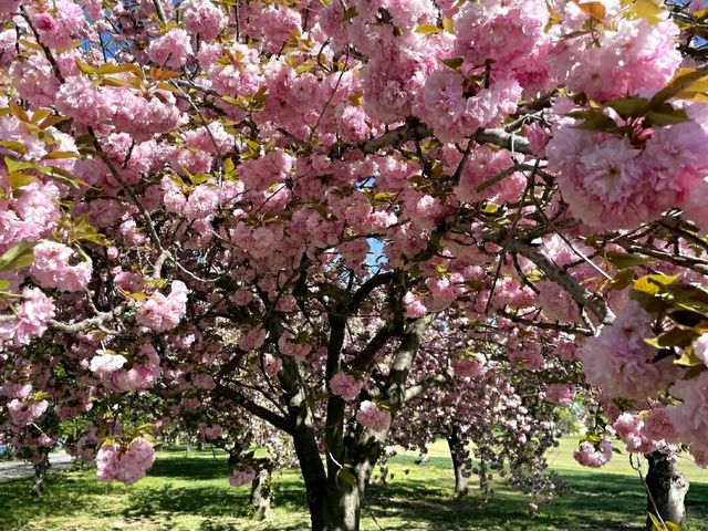 America’s Front Yard: National Mall & Memorial Parks