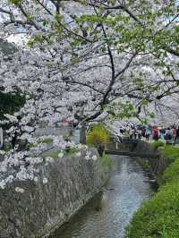 Wandering the Philosopher’s Path – Kyoto’s Most Peaceful Stroll