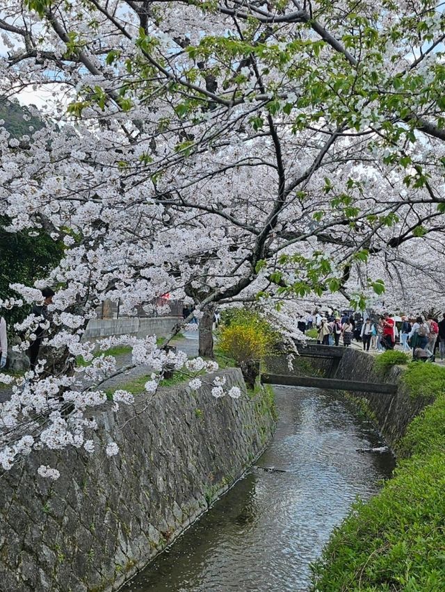 Wandering the Philosopher’s Path – Kyoto’s Most Peaceful Stroll