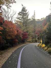 리솜 포레스트 제천으로 떠난 단풍여행🍁