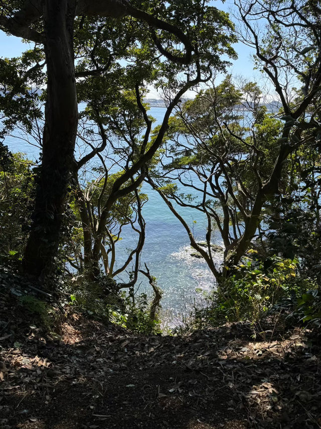 東京からすぐ行ける秘境🫣🌿豊かな自然と済んだ海の美しい無人島🏝