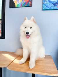 คาเฟ่น้องหมา พัทยา ฟินมากกก! 🐶