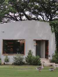 Judy’s home cafe จ.ลำพูน