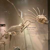 South Australian Museum – Adelaide, SA