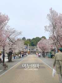 🌸 나고야 근교 1일 소도시 여행 이누야마 💛