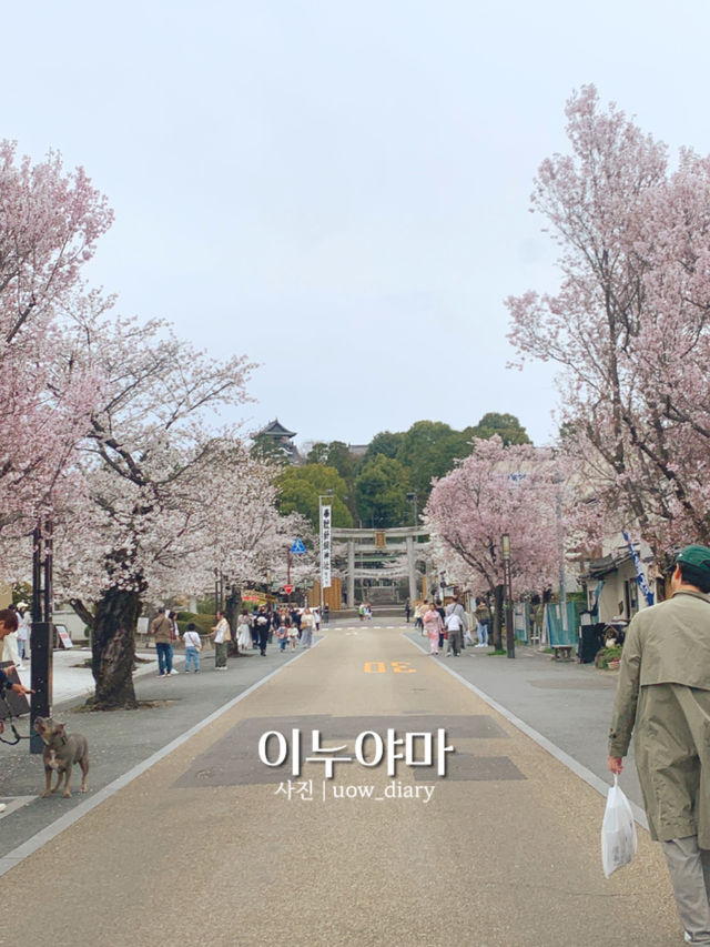 🌸 나고야 근교 1일 소도시 여행 이누야마 💛
