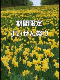 【宮城】みやぎ蔵王えぼしリゾートすいせん祭り
