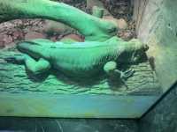 A Great Day at Shanghai Zoo