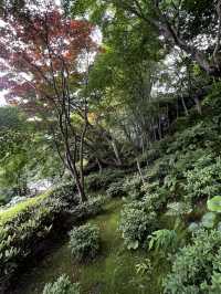 えっ、長谷寺って、紫陽花だけじゃないの？🇯🇵✈️🌎