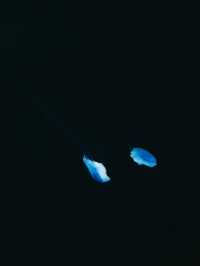 🎯【山形・加茂水族館（クラゲドリーム館）】クラゲに癒される、不思議な青の世界 💙 