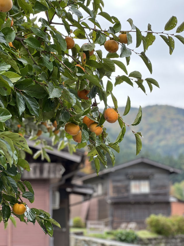  🏞️走進童話山村｜白川鄉合掌村秋日漫遊