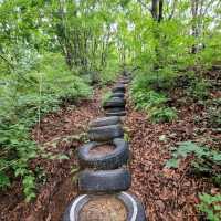 Forest Feels & Quite Trails at Bokjusan 