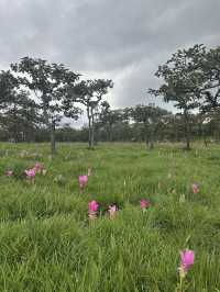 🌸 หนีเมืองกรุงมาสัมผัสธรรมชาติที่ “ชัยภูมิ” 🍃