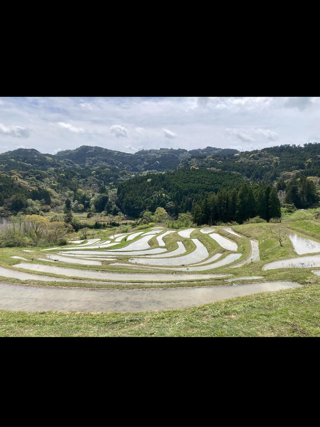 🌾日本の原風景に癒される「大山千枚田」で心洗われる旅を