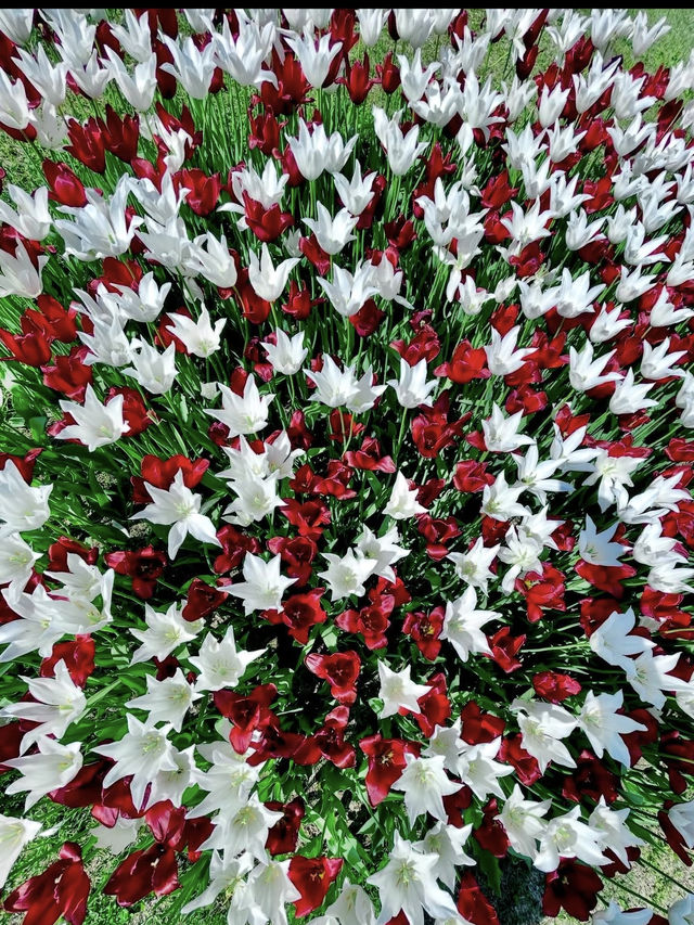 新潟県長岡市に広がる「国営越後丘陵公園」は、四季折々の花々と豊かな自然に包まれた癒しの空間。 