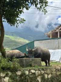 Trekking in Sapa: A Day Tour to Lao Chai & Ta Van Village