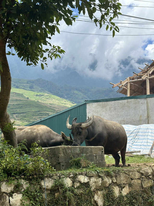 Trekking in Sapa: A Day Tour to Lao Chai & Ta Van Village