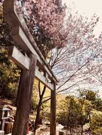⛩️✨ Fushimi Inari Taisha: Kyoto’s Iconic Thousand Torii Gates