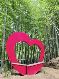 🎋🌊 Bamboo Forest at Geoje Island (거제 대나무 숲): A Serene Summer Escape