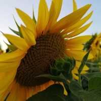 🌻✨ Sunflower Weekend at Kenyon Hall Farm: A Golden Summer Escape