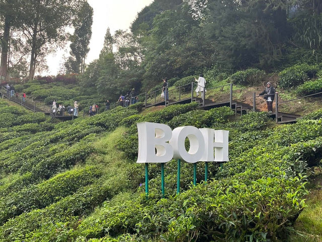 🌿 Highlands Escape at BOH Tea Plantation, Cameron Highlands