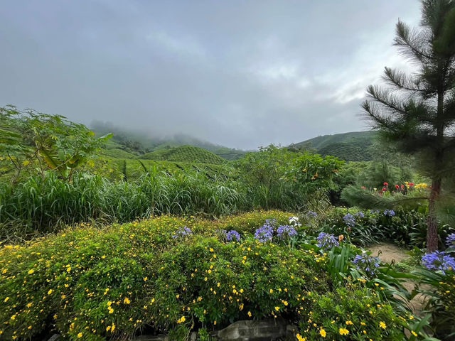 🌿 Highlands Escape at BOH Tea Plantation, Cameron Highlands