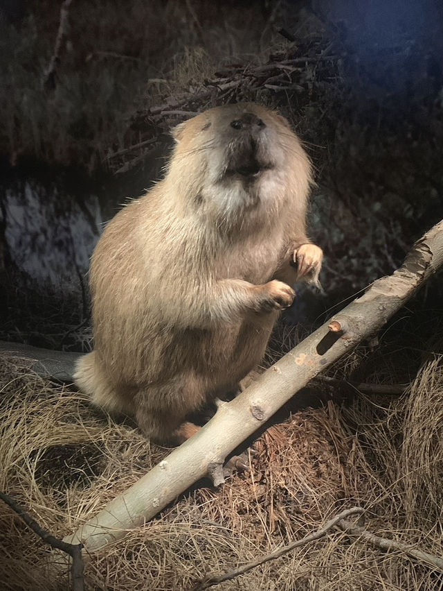 ❄️ Arktikum Museum—A Window into the Arctic World