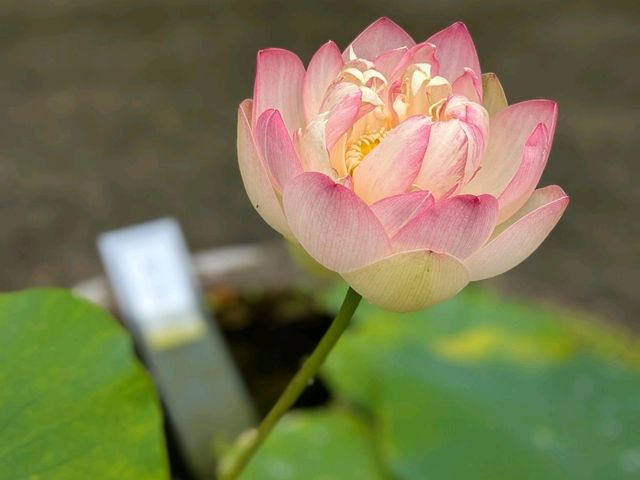 奈良 | 唐招提寺，走訪千年古剎
