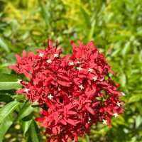 Singapore Botanic Gardens (UNESCO World Heritage Site – Free)