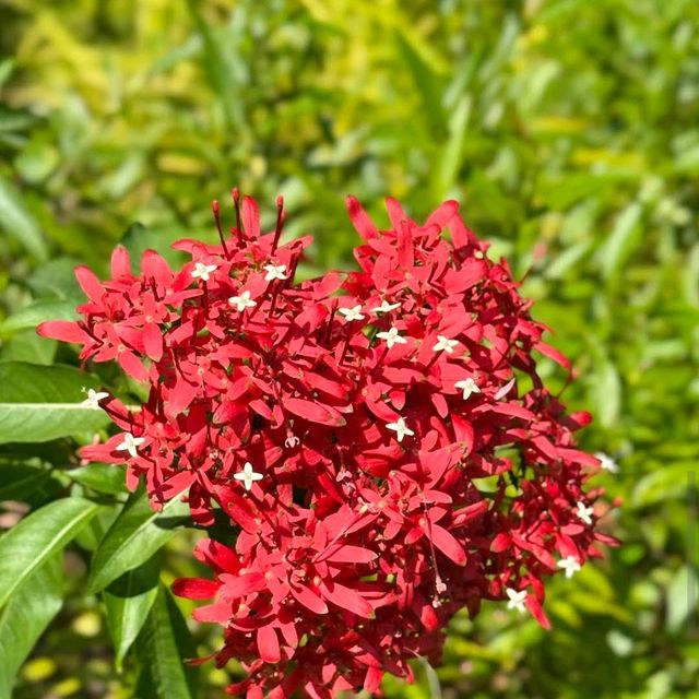 Singapore Botanic Gardens (UNESCO World Heritage Site – Free)