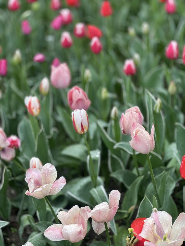 Spring at Prince Bay Park 